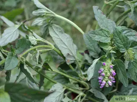 Image titled Grow Catmint from Cuttings Step 1