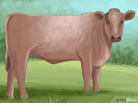 Image titled Identify Shorthorn Cattle Step 5