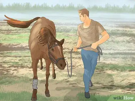 Image titled Hand Walk an Injured Horse Step 10