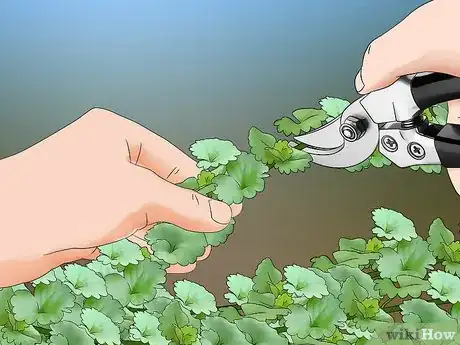 Image titled Harvest Creeping Charlie Step 12