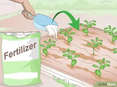 Image titled Grow Pansies Step 14