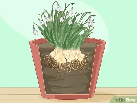 Image titled Plant English Bluebell Bulbs Step 4