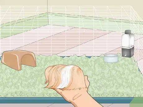 Image titled Prepare a Guinea Pig for Show Step 9