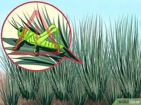 Image titled Plant Switchgrass Step 11