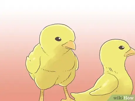 Image titled Raise Chickens for Eggs Step 12