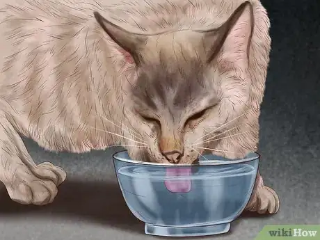 Image titled Identify Early Signs of Chronic Kidney Disease in Cats Step 10