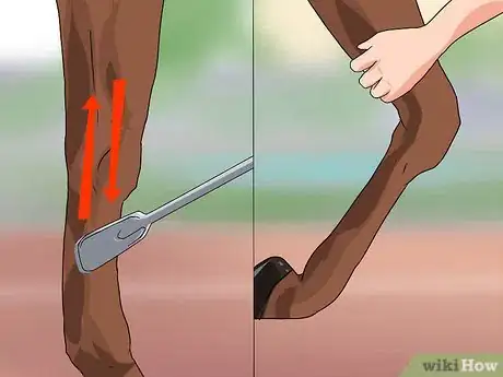 Image titled Train a Horse to Shake a Hoof Step 4