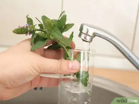 Image titled Grow Catmint from Cuttings Step 5
