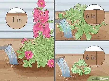 Image titled Transplant Hollyhocks Step 12