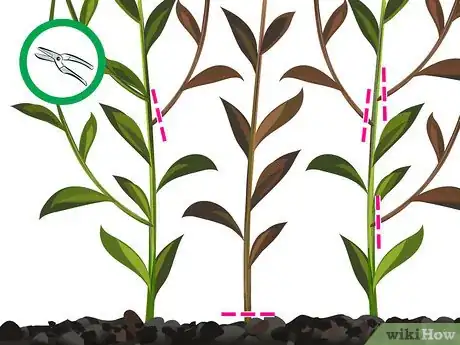 Image titled Prune Lilies Step 08