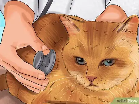 Image titled Treat Skin Inflammation in Cats Step 1