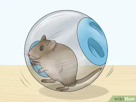 Image titled Keep a Pet Rat at a Healthy Weight Step 6