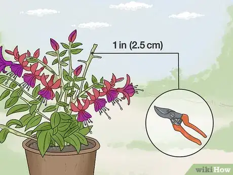 Image titled Overwinter Fuchsias Step 3