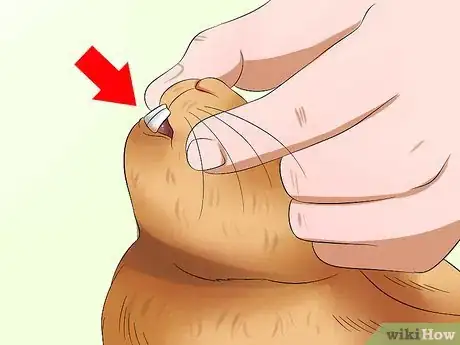 Image titled Care for Satin Angora Rabbits Step 3