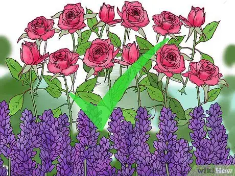 Image titled Choose Companion Plants for Roses Step 7