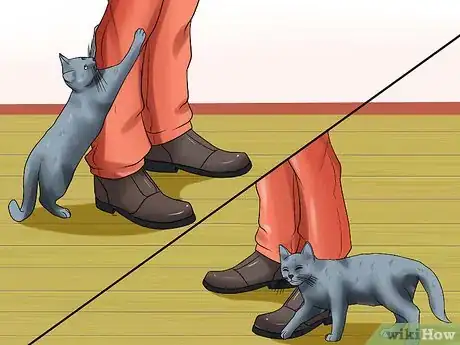 Image titled Identify a Russian Blue Step 7