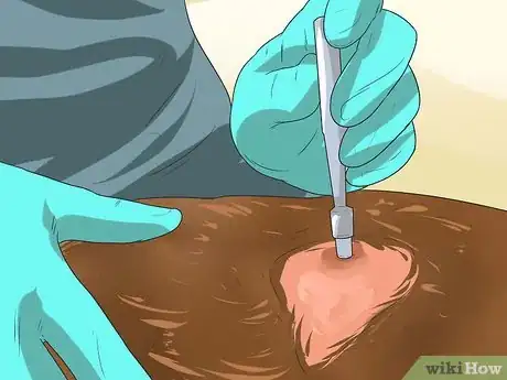 Image titled Diagnose Adrenal Gland Disease in Pomeranians Step 8