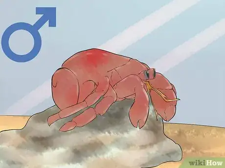 Image titled Breed Hermit Crabs Step 10