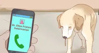 Care for Your Older Dog