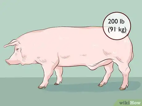 Image titled Raise Pigs for Meat Step 11