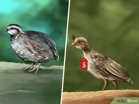 Image titled Sell Quail Step 3