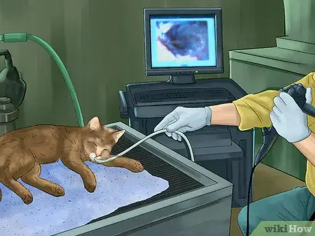 Image titled Diagnose and Treat Feline Bronchitis Step 6