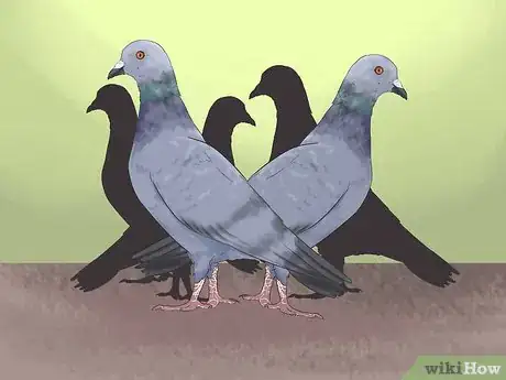 Image titled Tame Pigeons to Be out of Cage Permanently Step 2
