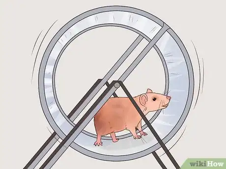 Image titled Care for a Manx Rat Step 13