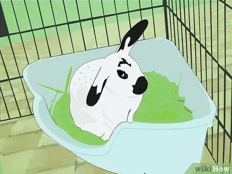 Image titled Care for Himalayan Rabbits Step 4