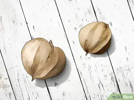 Image titled Identify Hickory Nuts Step 3