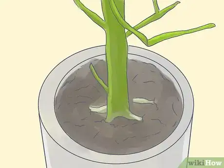 Image titled Grow a Pencil Tree (Euphorbia Tirucalli) Step 1