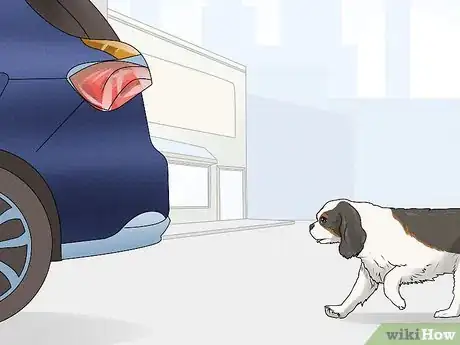 Image titled Identify a Cavalier King Charles Spaniel Step 14