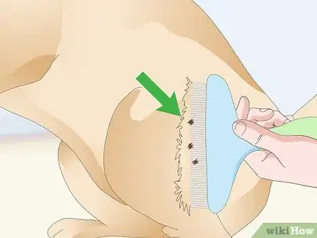 Image titled Treat Canine Tick Problems Step 1