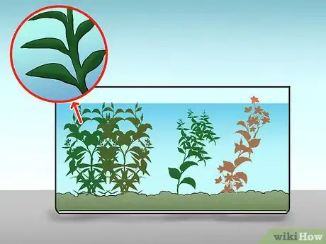 Image titled Take Care of a Siamese Fighting Fish Step 5