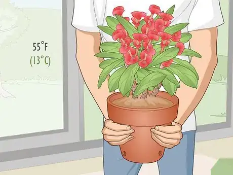 Image titled Care for a Crown of Thorns Step 5