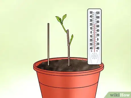 Image titled Plant Confederate Jasmine Step 27