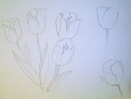 Image titled Tulip drawing