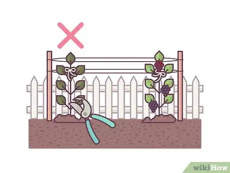 Image titled Grow Boysenberries Step 18