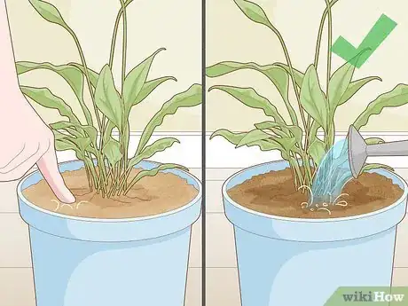 Image titled Get Rid of Gnats in Houseplants Step 9