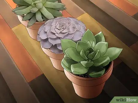 Image titled Choose Low‐Maintenance Houseplants Step 2