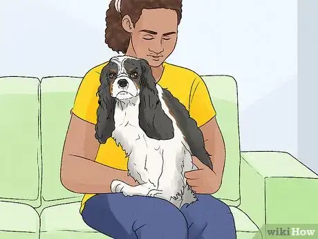 Image titled Identify a Cavalier King Charles Spaniel Step 13