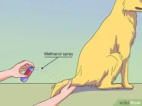 Image titled Calm a Male Dog when a Female Is in Heat Step 5