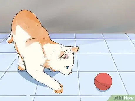 Image titled Care for an American Curl Cat Step 1