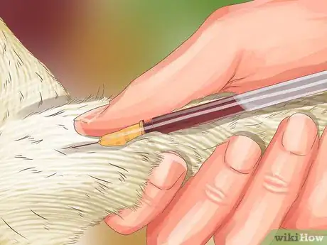 Image titled Diagnose Seasonal Allergies in Cats Step 12