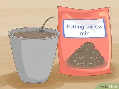 Image titled Grow Tomatoes in Pots Step 5