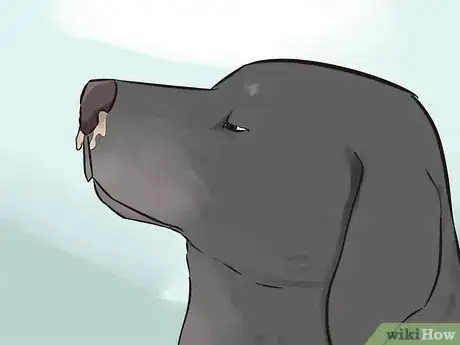 Image titled Watch for Signs of Illness in Senior Dogs Step 6