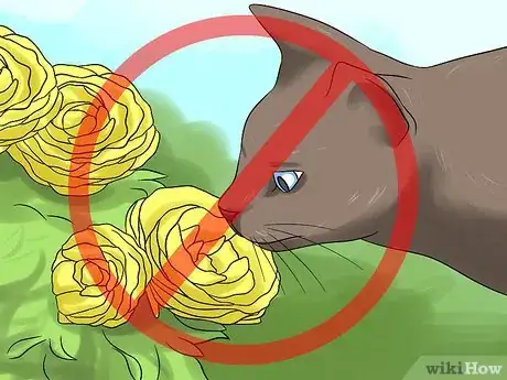 Image titled Plant and Care for a Ranunculus Step 7