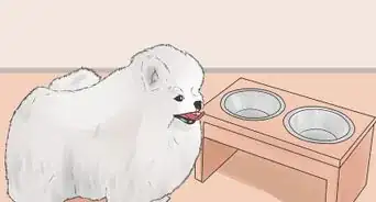 Control Arthritis Pain in Dogs