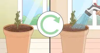 Grow Lavender from Cuttings