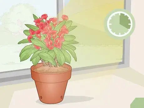 Image titled Care for a Crown of Thorns Step 3